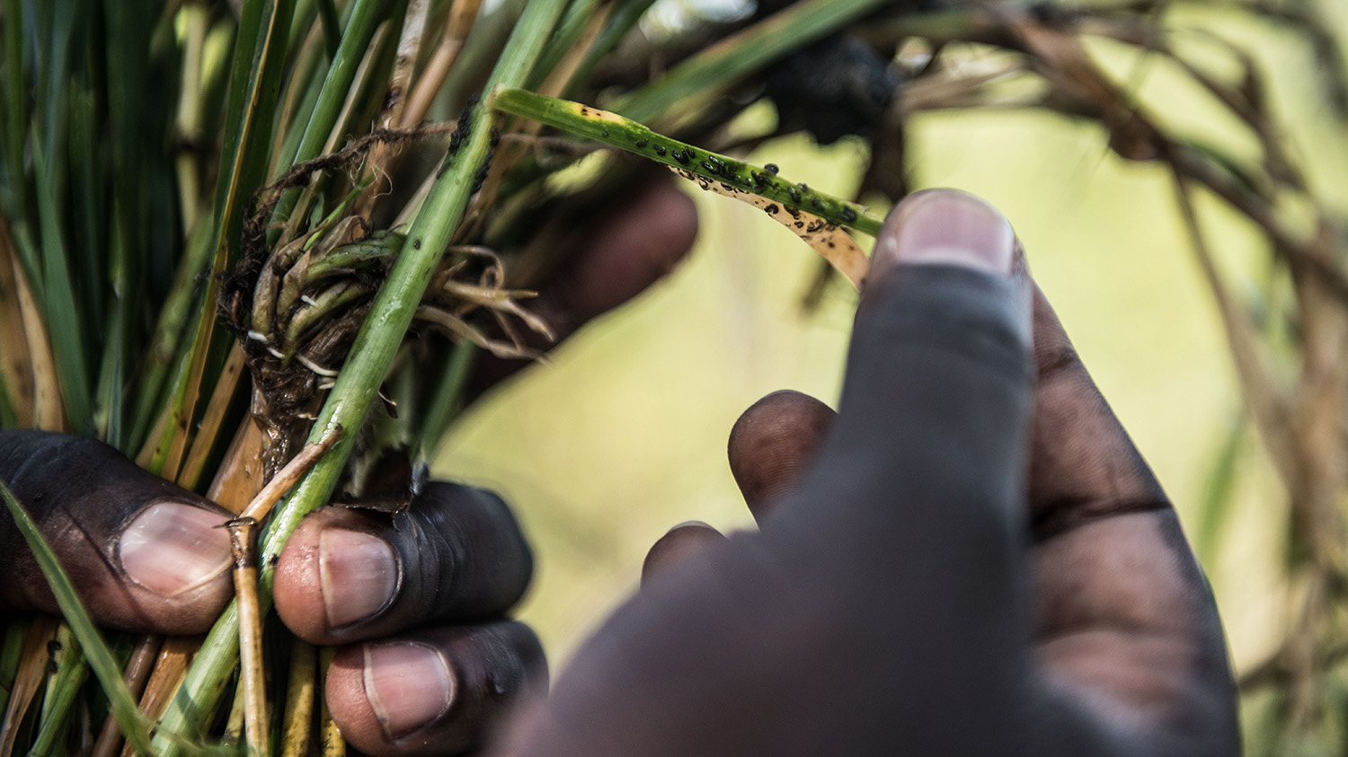 Et nærbilde av noens hender som holder gress som er dekket av svarte fluer.