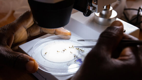 Et nærbilde av en manns hender som inspiserer mygg under et mikroskop.